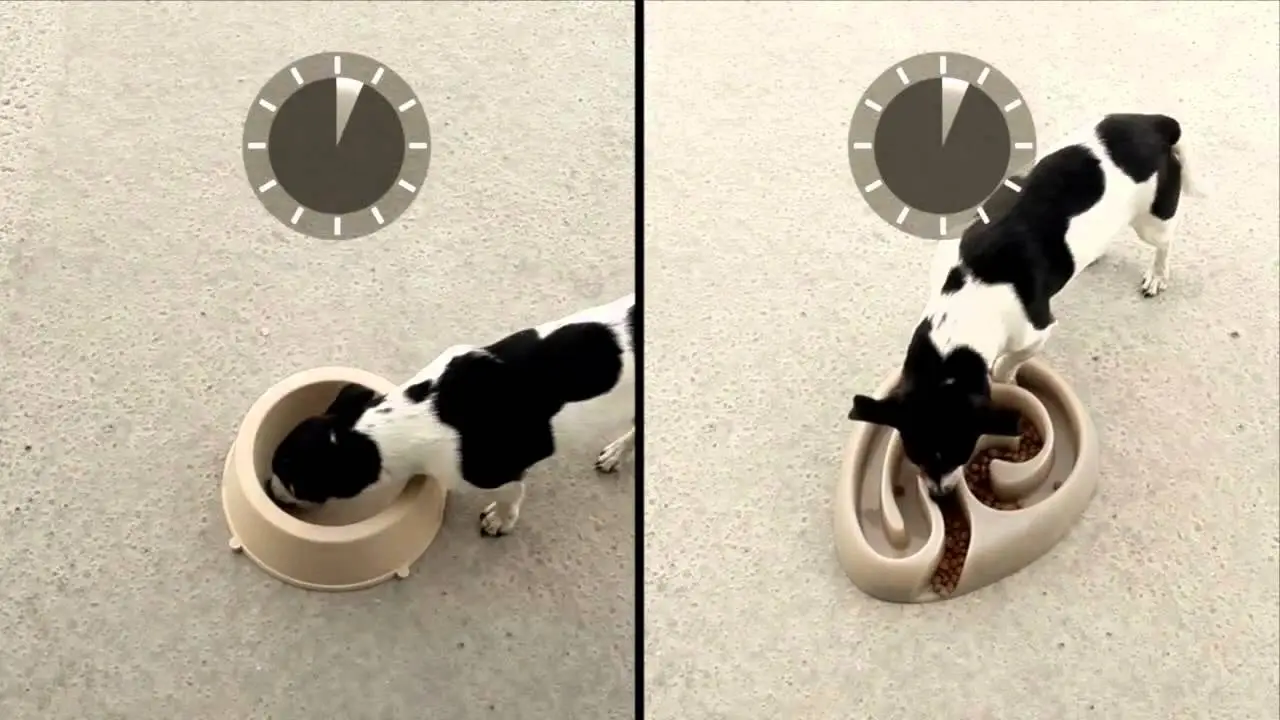 Buster dogmaze (grå)